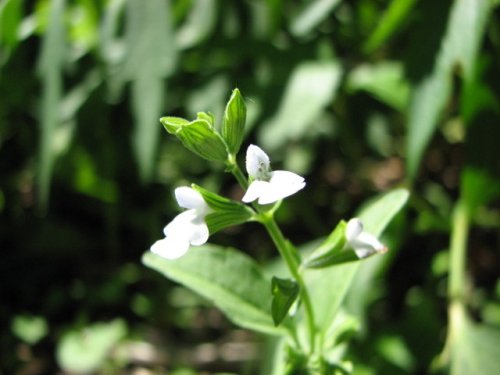 Lanceleaf Sage (Salvia reflexa)