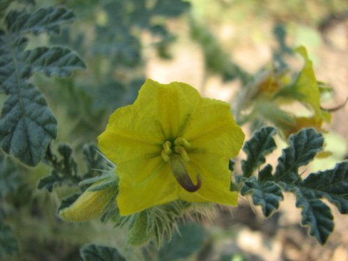 Buffalobur Nightshade (Solanum rostratum)