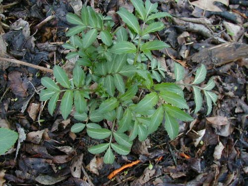 Elderberry (Sambucus canadensis)