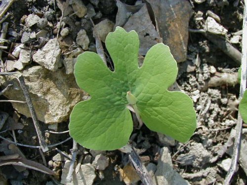 Bloodroot (Sanguinaria canadensis)