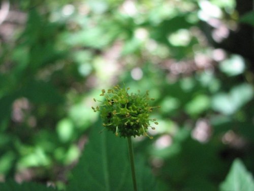 Fragrant Sanicle (Sanicula odorata)