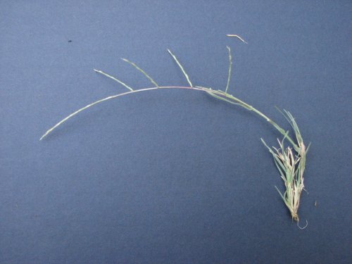 Tumblegrass (Schedonnardus paniculatus)