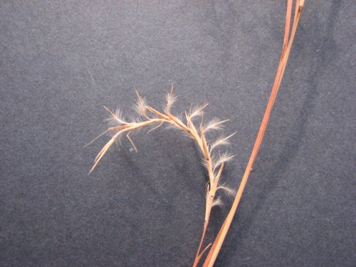 Little Bluestem (Schizachyrium scoparium)