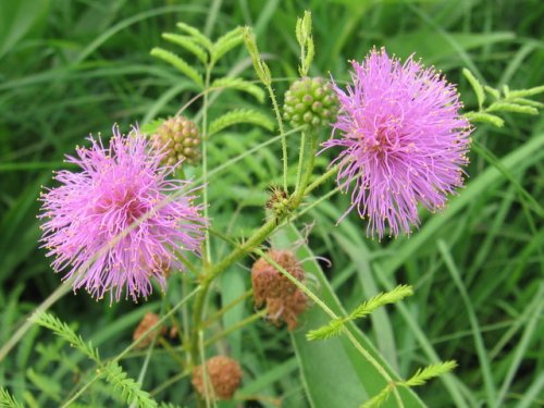 Sensitive Briar (Schrankia nuttalli)