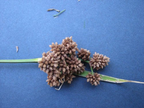 Green Bulrush (Scirpus atrovirens)