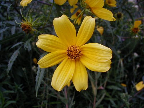 Bur Marigold (Bidens polylepis)
