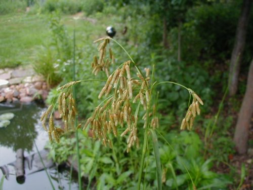 Drooping Bulrush (Scirpus pendulus)