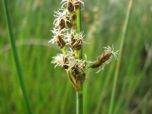 Softstem Bulrush (Schoenoplectus tabernaemontani)