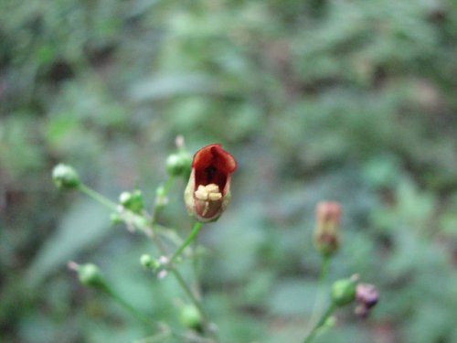 Maryland Figwort (Scrophularia marilandica)