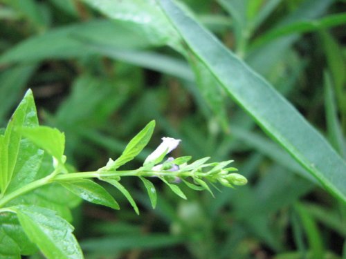 side-flower skullcap (Scutellaria lateriflora)