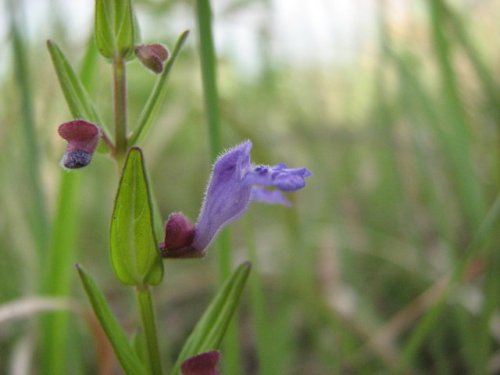 Small Skullcap (Scutellaria parvula)