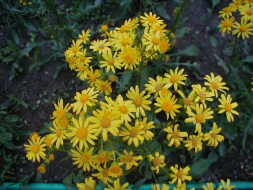 Prairie Ragwort (Packera plattensis)