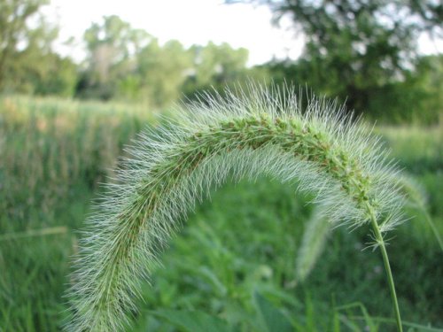 Chinese Foxtail (Setaria faberi)