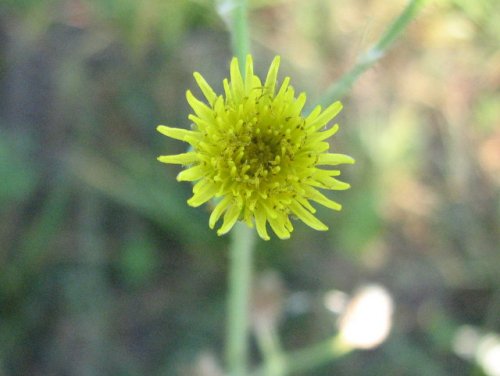 Prickly sow thistle (Sonchus asper)