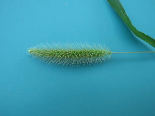 Green Foxtail (Setaria viridis)