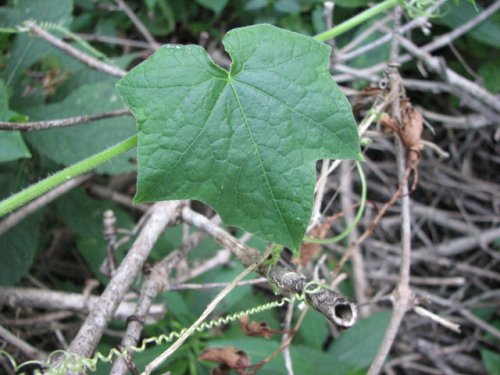 Bur Cucumber (Sicyos angulatus)