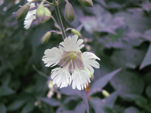 Starry Campion (Silene stellata)