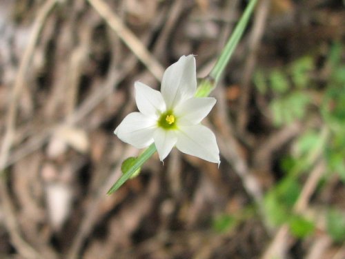 White-eyed Grass (Sisyrinchium campestre)