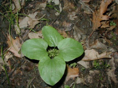 Smooth Carrionflower (Smilax herbacea)