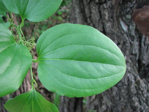 Bristly Greenbriar (Smilax tamnoides)