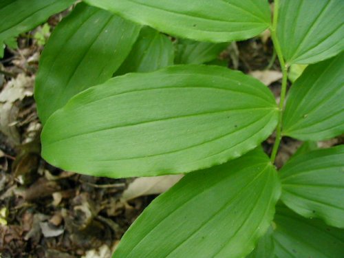 False Solomons Seal (Smilacina racemosa)