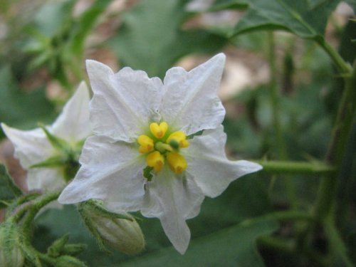 Carolina Horse Nettle (Solanum carolinense)