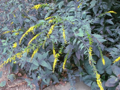 Elmleaf Goldenrod (Solidago ulmifolia)