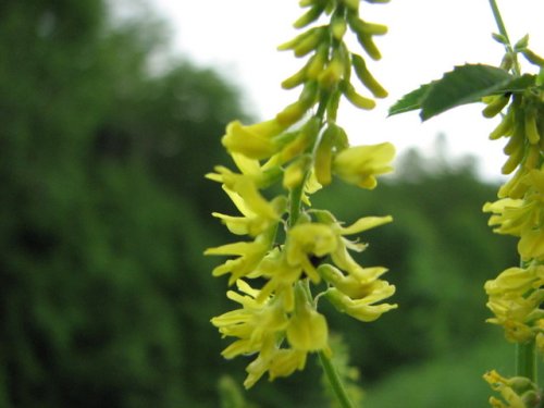 Yellow Sweet Clover (Melilotus officinalis)