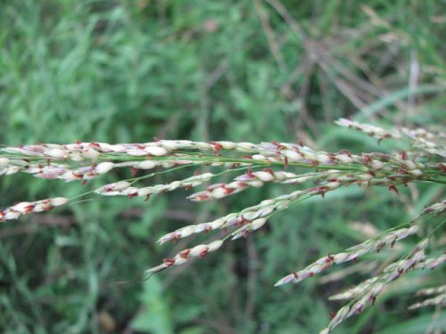 Johnsongrass (Sorghum halepense)