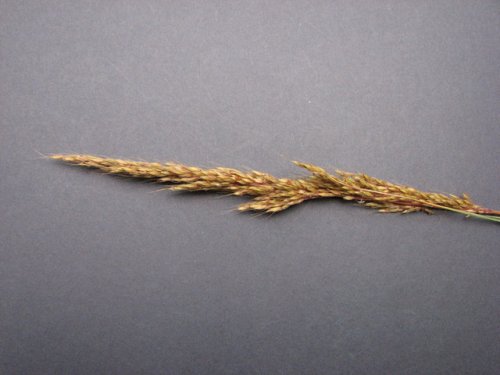 Indiangrass (Sorghastrum nutans)