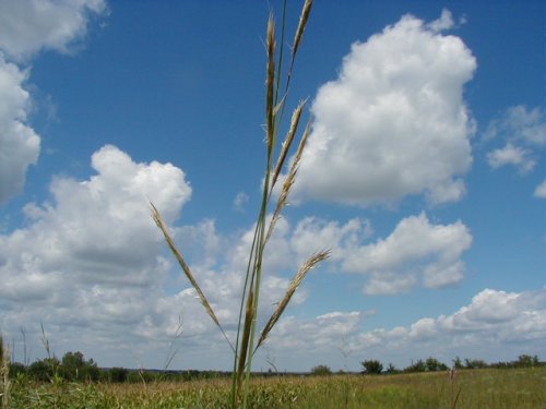 Cordgrass (Spartina pectinata)