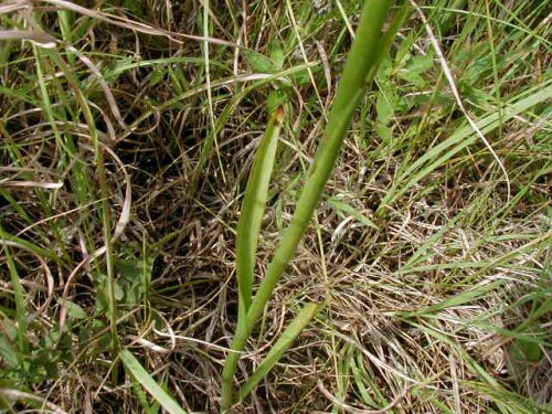 Spring Lady's Tresses (Spiranthes vernalis)