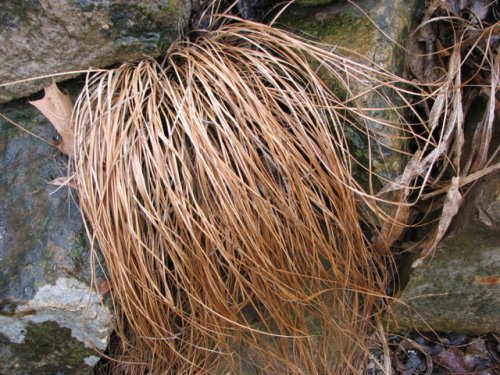 Prairie Dropseed (Sporobolus heterolepis)