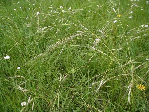 Porcupine Grass (Stipa spartea)