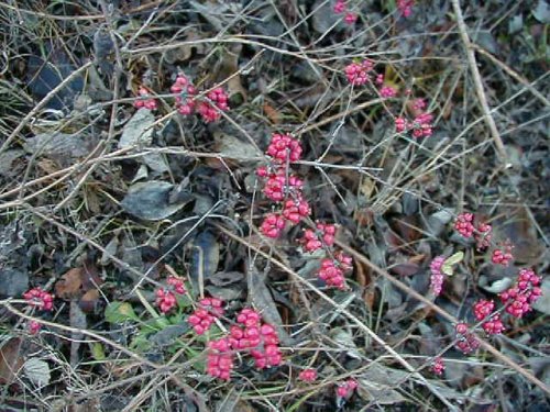 Coralberry (Symphoricarpos orbiculatus)