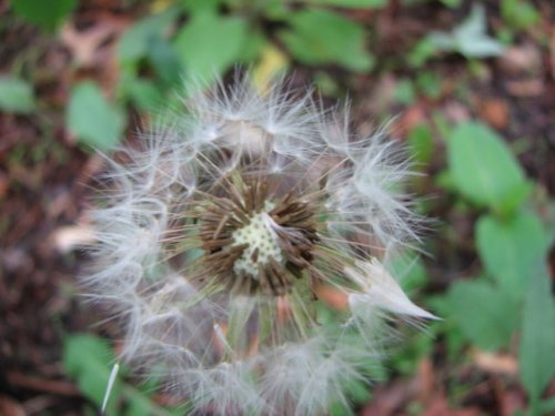 Common Dandelion (Taraxacum officinale)