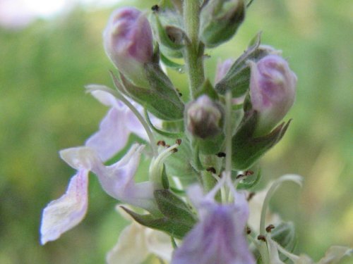 Germander (Teucrium canadense)