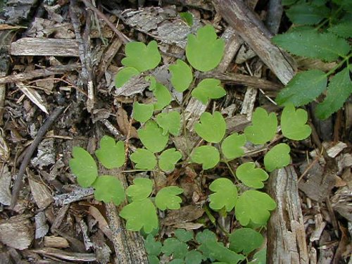 Purple Meadowrue (Thalictrum dasycarpum)