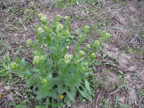 Field Pennycress (Thlaspi arvense)