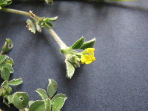 Little Medic (Medicago minima)