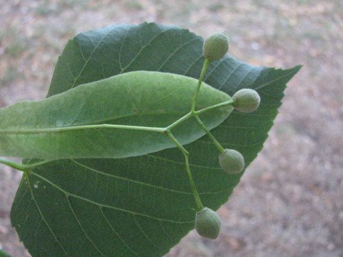 American Basswood (Tilia americana)