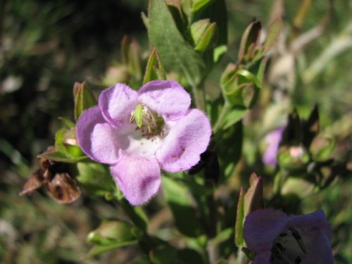 Earleaf Foxglove (Tomanthera auriculata)