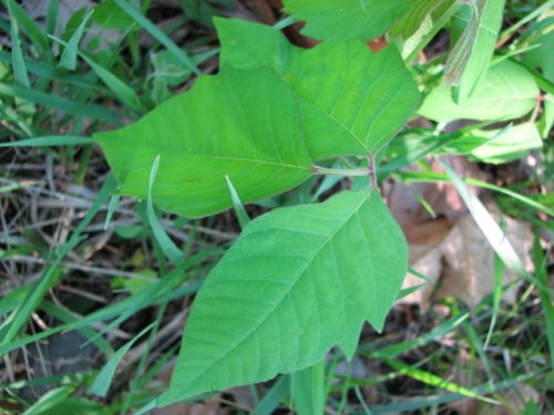 Poison Ivy (Toxicodendron radicans)