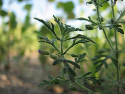 Narrowleaf Paleseed (Leucospora multifida)