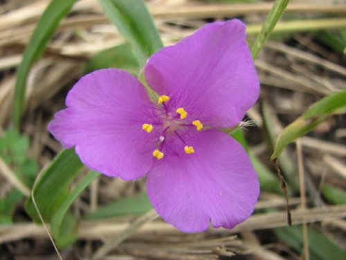 Bracted Spiderwort (Tradescantia bracteata)