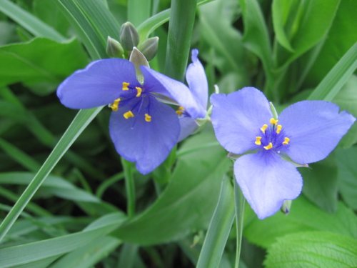 Ohio Spiderwort (Tradescantia ohiensis)