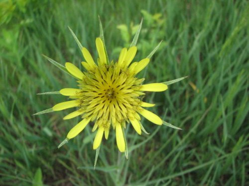 Goat's Beard (Tragopogon dubius)