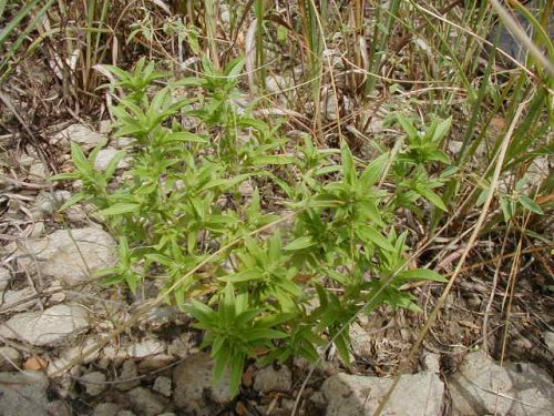 False Pennyroyal (Trichostema brachiatum)