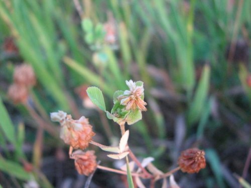 Hop Clover (Trifolium campestre)