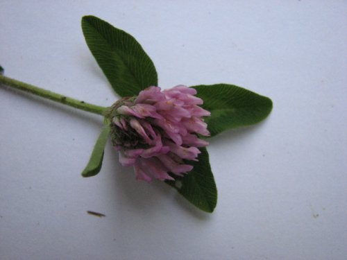 Red Clover (Trifolium pratense)